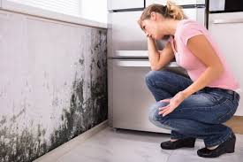 Best Black Mold Removal in Lexington, TX